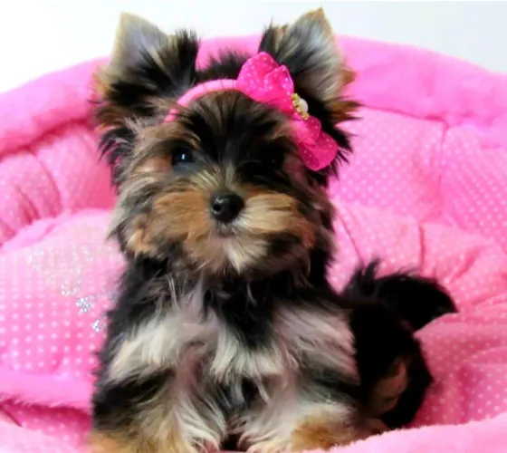 Filhotes de Yorkshire terrier micro com pedigree linhagem importada!