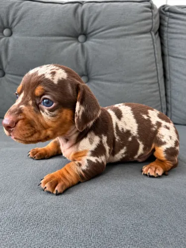 Dachshund Arlequim