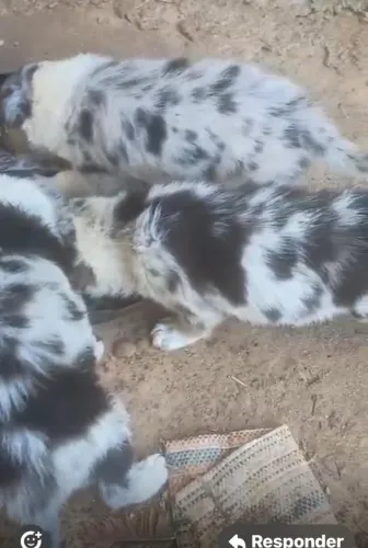 Border collie rustico 