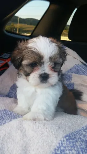 Shih Tzu Seu novo cachorrinho está mais perto do que imagina