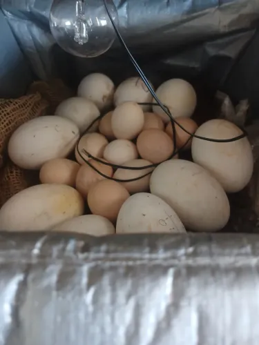 Ovos galados de galinha brahma