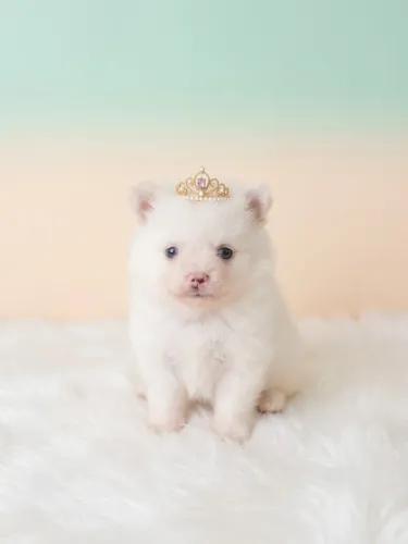Spitz Bolinha de Amor
