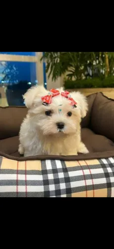 Linda fêmea de maltês desponivel a venda 