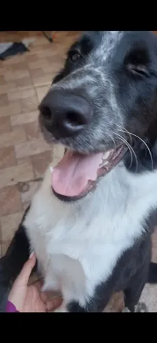 Doação um Border Collie com Golden Viralatinha lindo! 