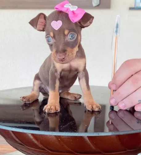 Pinscher minis macho e fêmea em até 18x