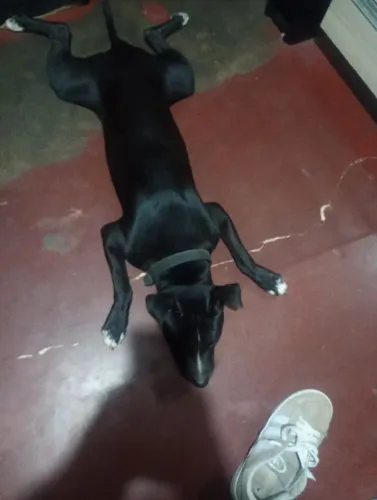 Pitbull