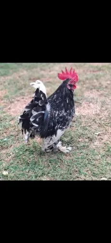Galinho belgian
