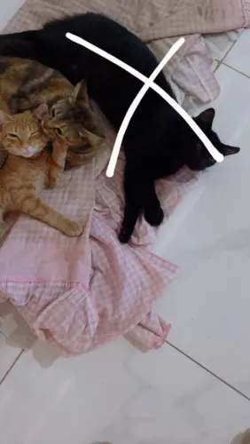 3 gatos para adoção com as vacinas anti rabicas inclusas
