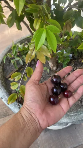 Jabuticabeira