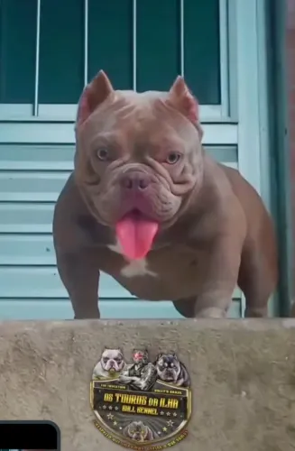 American Bully adulta fêmea
