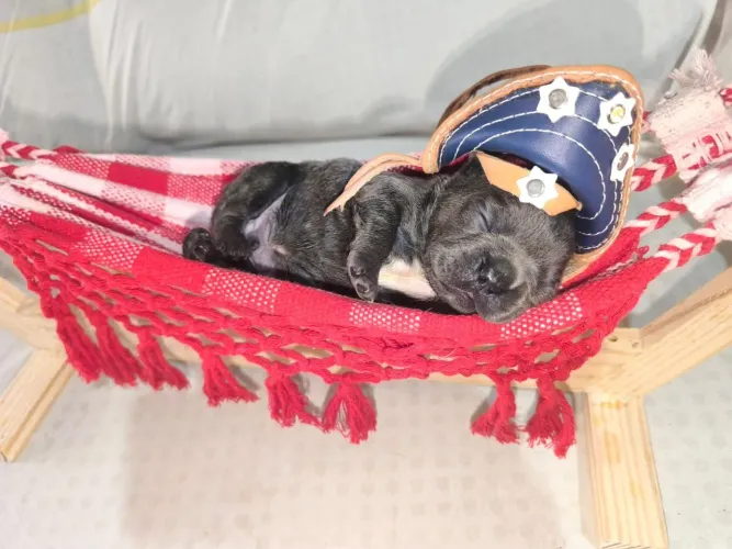 Bulldog francês