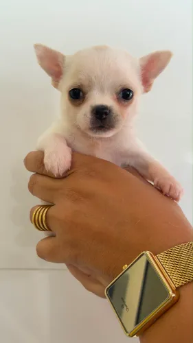 Chihuahua creme lindíssima micro
