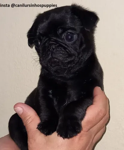 pug lindos bebes de pug pronta entrega garanta hoje seu