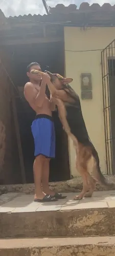 Pastor alemão