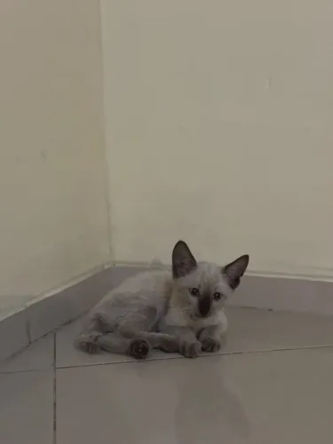 adota-se gatinho macho