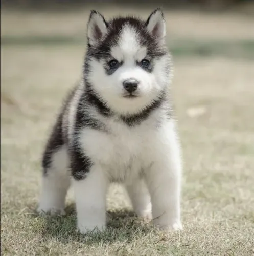 Filhote Husky Siberiano Energético e brincalhão