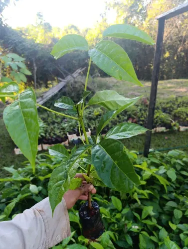 Muda de ipê , cedro , mogno , buganville , arueira para jardim - Linda e saudável!