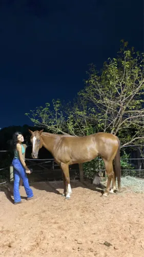 Venda-se Égua quarto de milha 