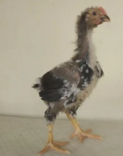 Pintinhos de Gsb Polaco - Sertaneja Balão