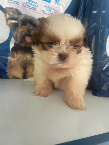 Lindo machinho de shihtzu mini $1.200,00