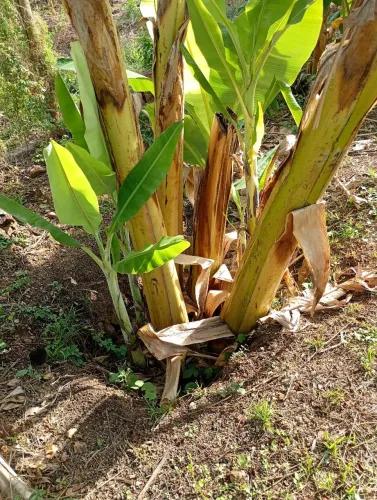 Mudas de bananeira 