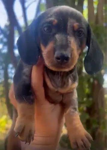 Teckel (Basset Dachshund) - Pequeno no Tamanho, Gigante no Carisma!