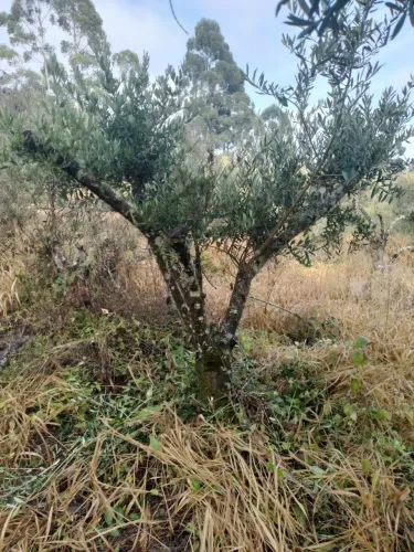Oliveira Adulta - Pronta para o seu Jardim 50 anos