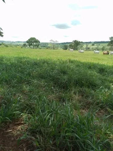 Chácara de 3 alqueires em Adelandia-Go 