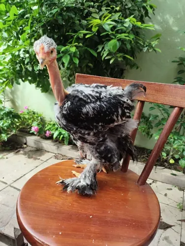 Frango Brahma Polaca Homozigoto ? Exótico e Ornamental