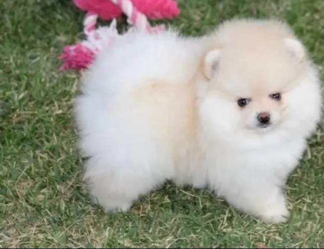 Spitz alemão anão com 49 dias com garantia