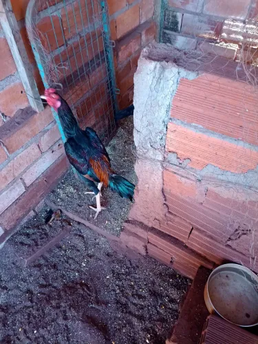 Frango índio limpando o canto