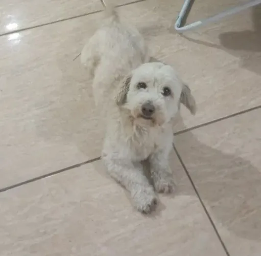 Doação de um casal de poodle.