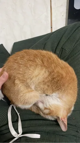 Gatinho filhote laranja pra adoção