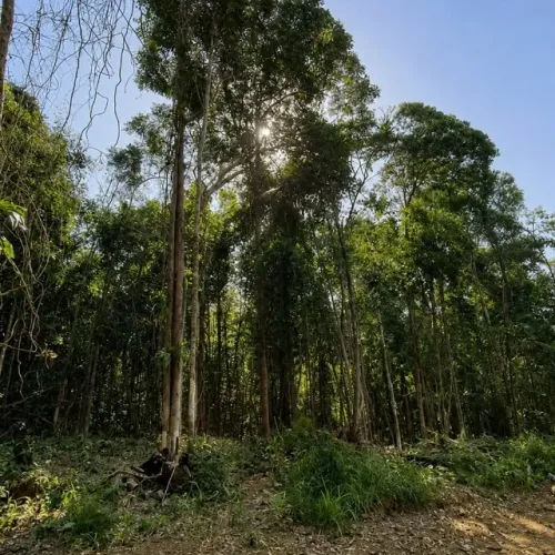 LOTE DE 1.500 M² À VENDA EM ITACARÉ ? RAMAL 7 IRMÃOS