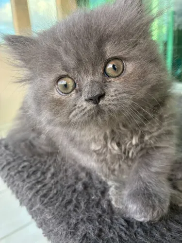 Gata persa 2 meses cinza olho claro fêmea 