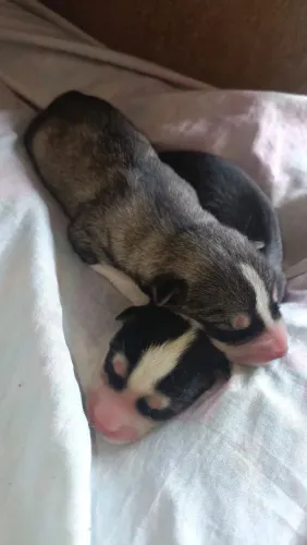 Filhotes de Husky Siberiano