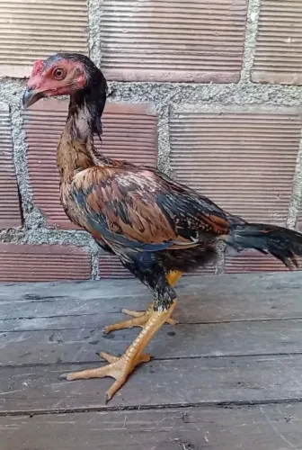 Franguinhos Mura