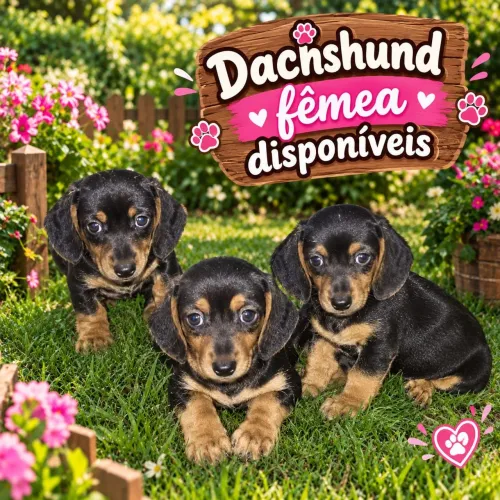 Dachshund