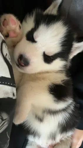 Husky siberiano lindo e encantador 