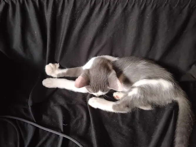 Doa-se gatos Castrados e não castrados