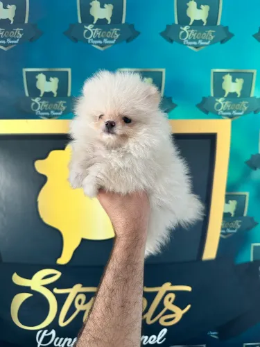 Filhotes de lulu da pomerania em Passo Fundo