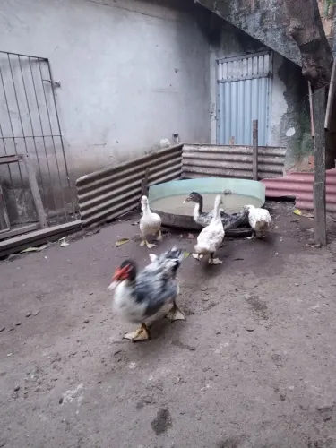 Vende-se pato ? gamelão