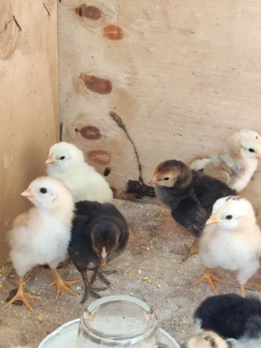 Pintinhos caipira 