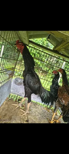 Frango da raça Shamo puro