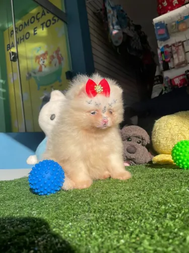 Spitz alemão fêminha mini a pronta entrega 