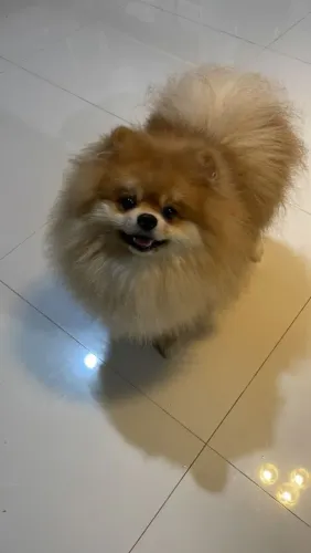Cachorro