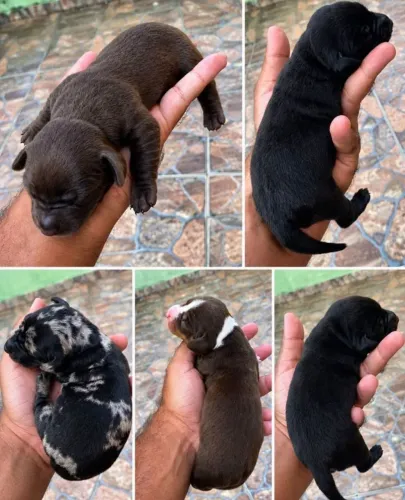 Daschund- famoso salsicha