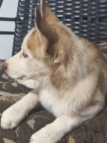 Husky Siberiano