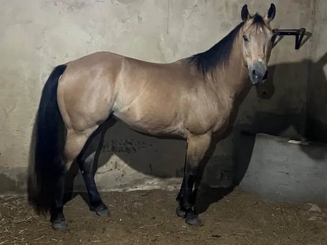 Cavalo de Esteira
