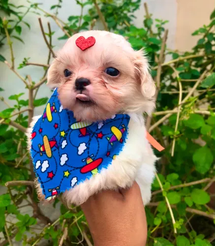 Shih Tzu macho com pedigree